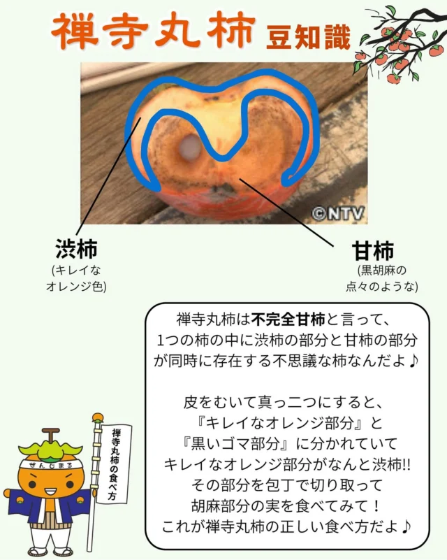 🍂禅寺丸柿を買ってくださった皆さまへ🍂
実はこの柿、ちょっと不思議なんです！
ひとつの実の中に「甘い部分」と「渋い部分」がある“不完全甘柿”。
皮をむいて真っ二つにすると、
黒ゴマ模様のある方が甘く、
キレイなオレンジの方は渋いんです😳

✨おすすめの食べ方✨
黒ゴマ模様のある部分を包丁で切り取って食べてみてくださいね🍊
これが「禅寺丸柿」ならではの楽しみ方です♪

 #柿生 #love #柿生駅 #柿生中央商店会 #柿まつり #禅寺丸柿 #食べ方 #切り方 #渋柿 #甘柿 #不完全甘柿 #おいしい #日本最古 #柿まるくん #川崎市 #麻生区 #柿 #禅寺丸 #グルメ #まつり #祭り #秋 #autumn #抽選 #柿販売 #instagood #followme